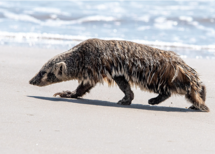 Unveiling Nature's Marvel: Rare Predator Roams Texas Beach, Astonishing Photos Capture the Moment