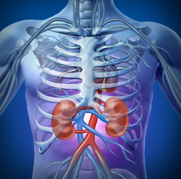 The Signs that shows Your Kidney Is Failing